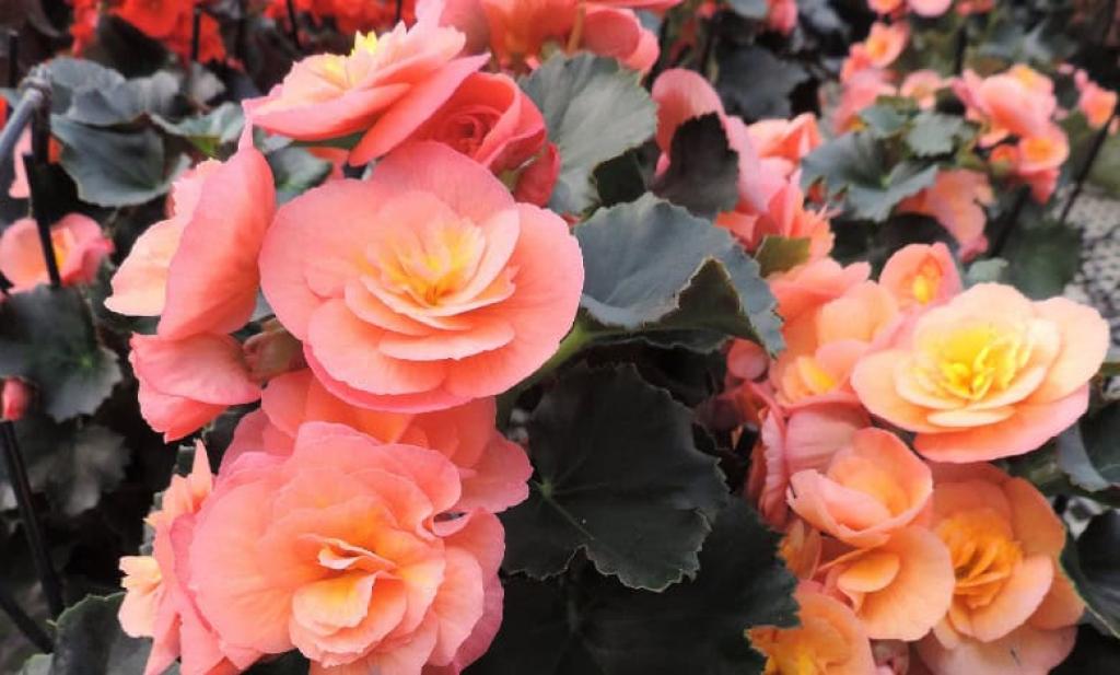 Begonias in bloom are instant gratification