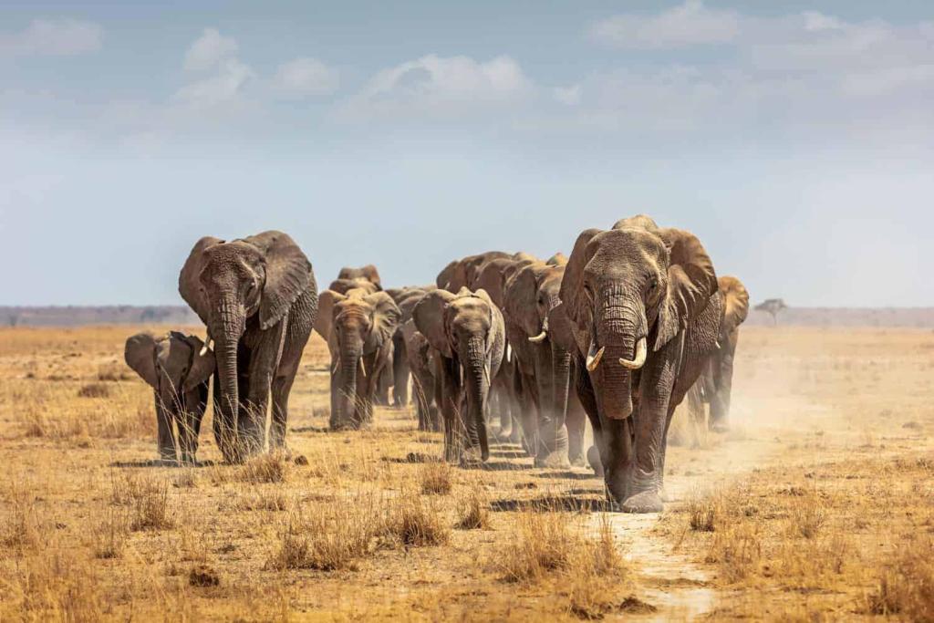 SANDF soldier trampled to death by herd of elephants in Limpopo