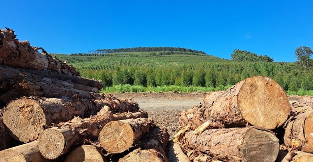 Forestry sector webinar highlights career pathways for unemployed youth