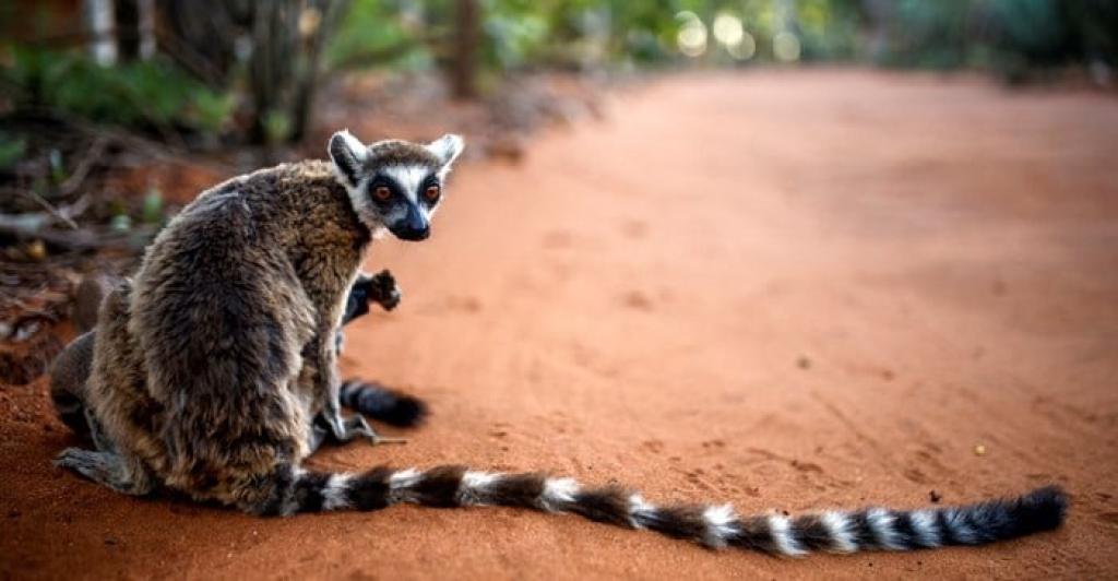 World's oldest climate fund targets wildlife bonds for every country in Africa