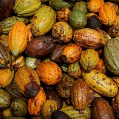 More sun needed to boost Ivory Coast cocoa main crop, farmers say