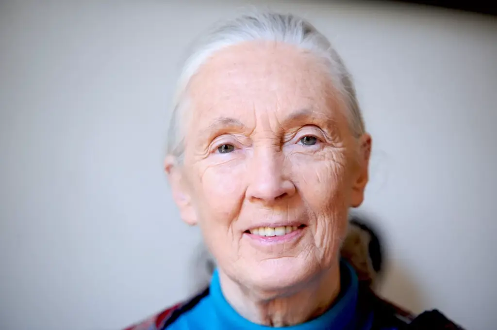 Celebrated Primatologist and Conservationist, Jane Goodall, dies at 91