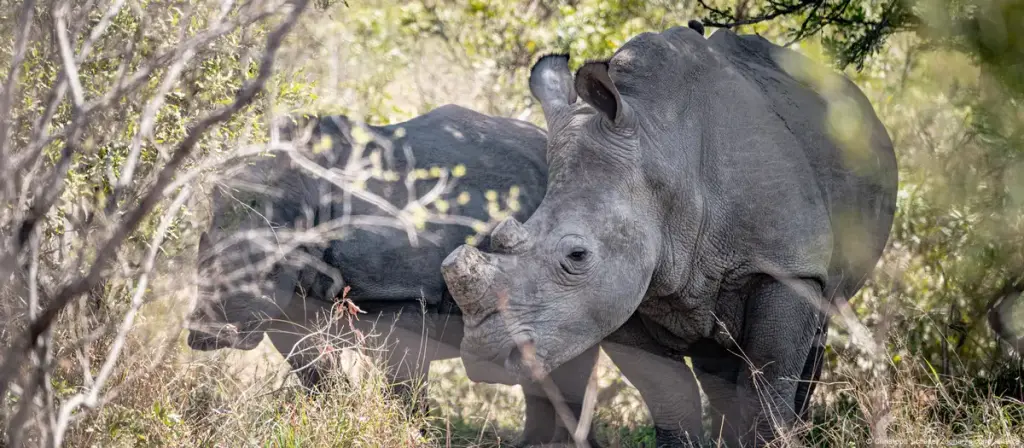 Latest rhino count a mixed bag for world's five species