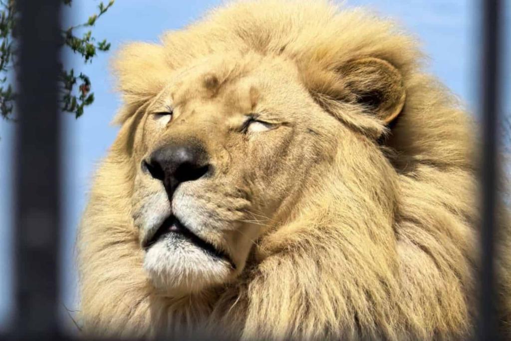 Lory Park Zoo educates visitors on animal conservation