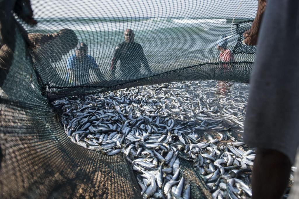 PICTURES: South Coast sardine run frenzy