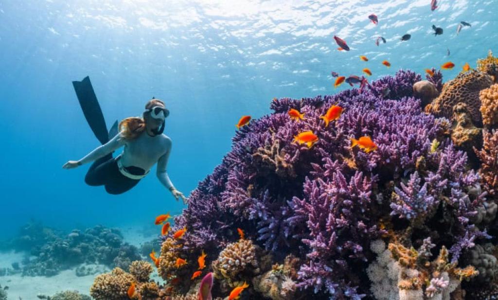 5 snorkelling spots in Cape Town with the best marine life