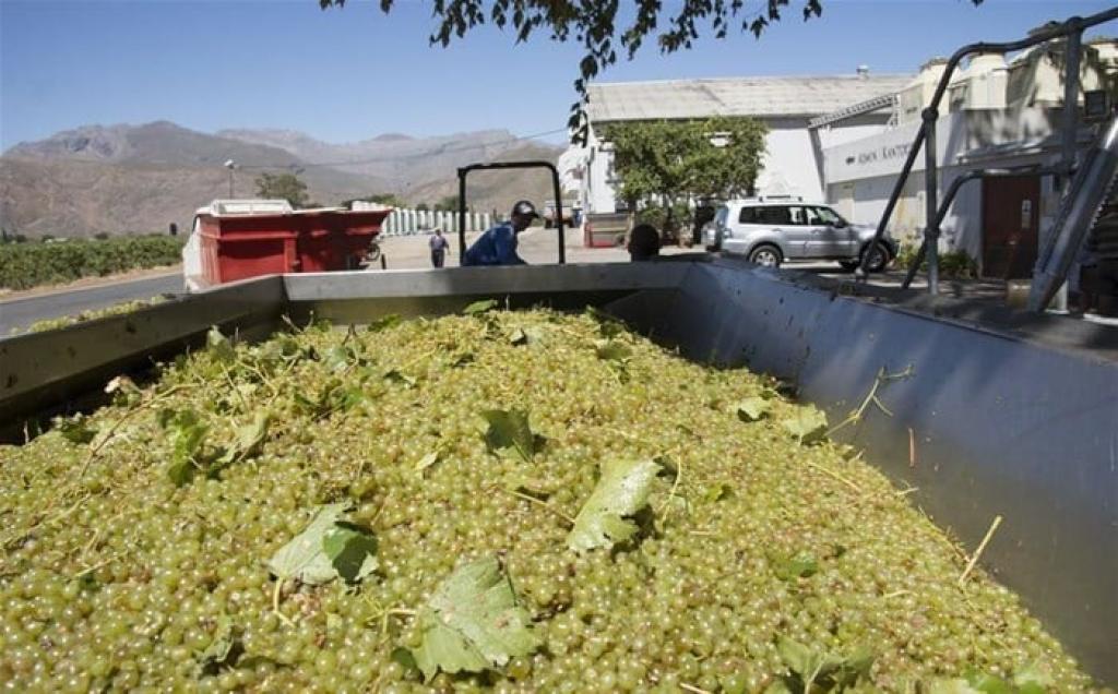 EU injects €15m to drive inclusive growth in SA wine sector